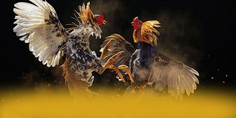 Lợi thế cạnh tranh của [THUONG_HIEU] so với các nhà cái khác